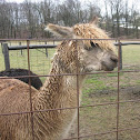 llama