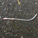 Earthworm