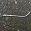Earthworm