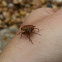 Sloe bug