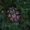 ?Box turtle?