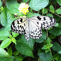 White tree nymph
