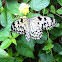 White tree nymph