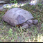 Gopher tortoise