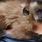 Capuchin Monkey 
