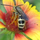 Hairy wasp