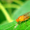 Fruit fly