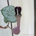 chain of Hearts, collar of hearts, string of hearts, rosary vine, hearts-on-a-string sweetheart vine