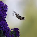 white lined sphinx moth