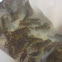 Crayfish