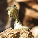 Striped basilisk, juvenile