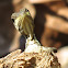Striped basilisk, juvenile