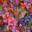 Barberry Bush