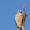 Hawk