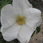 Salt Spray Rose