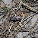 Southern Sculptured Pine Borer