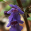 Ground-ivy