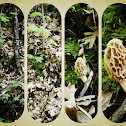 Morel