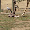 Reticulated Giraffe