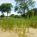 Dune Grass