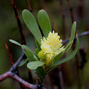 Featherbush