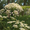 Fluitenkruid (Anthriscus sylvestris)