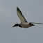 Mallard