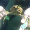 Sheep Crab