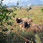 Water Buffalo