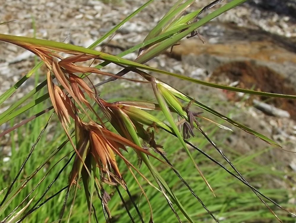 Kangaroo grass