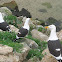 Kelp Gull