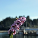 Butterfly bush