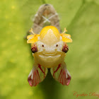 Glassy-winged Sharpshooter (Emerging)