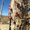 Ocotillo