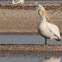 Great White Pelican
