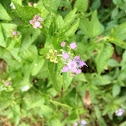 Mistflower