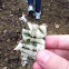 Paper bark