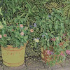 Springtime Planters