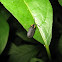 Firefly