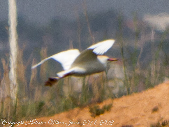 Spotting Image 1