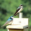 Tree Swallow