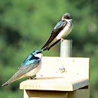 Tree Swallow