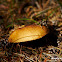 Fungus