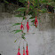 Hardy Fuchsia