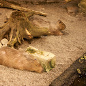 Capybara