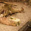Capybara