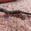 Marbled Gecko #2