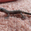 Marbled Gecko #2