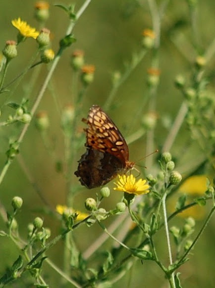 Spotting Image 1