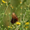 variegated fritillary